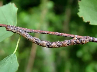 Paradarisa consonaria