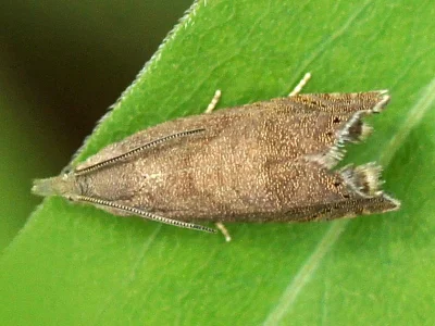 Dichrorampha simpliciana