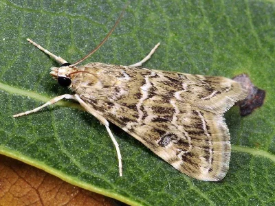 Hellula undalis
