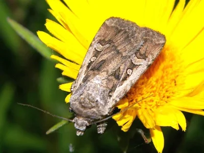Euxoa (Euxoa) tritici