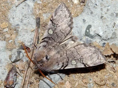 Achlya flavicornis