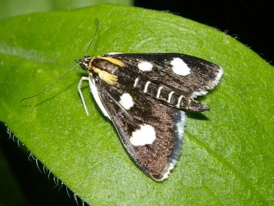 Anania funebris