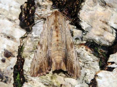 Apamea (Apamea) lithoxylaea