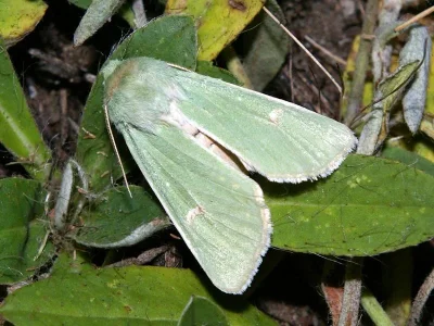 Calamia tridens