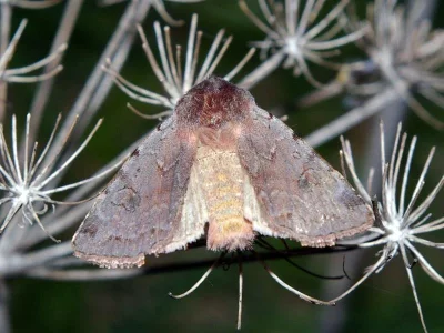 Cerastis (Cerastis) rubricosa