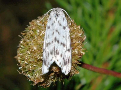 Coscinia cribraria
