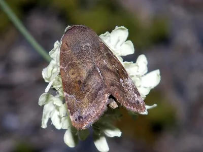 Cosmia (Ulmia) affinis