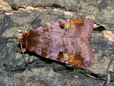 Diarsia brunnea