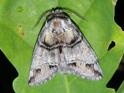 Drymonia velitaris