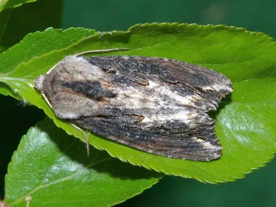 Egira conspicillaris