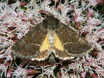 Thalpophila matura