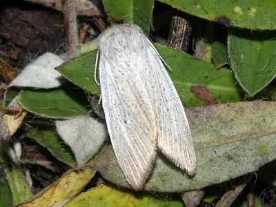 Simyra nervosa