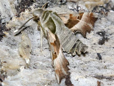 Proserpinus proserpina