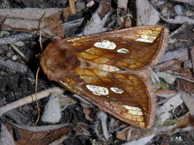Plusia putnami