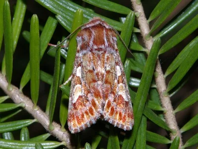 Panolis flammea