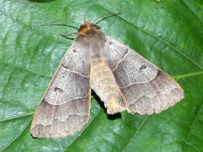 Minucia lunaris
