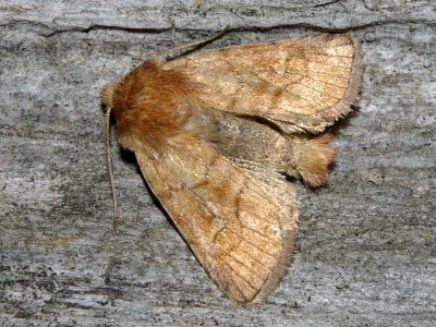 Eriopygodes imbecilla