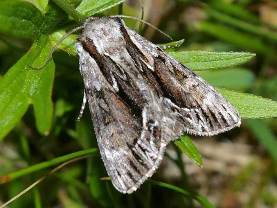 Hyppa rectilinea