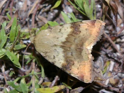 Heliothis (Heliothis) viriplaca