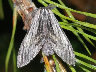Harpyia milhauseri