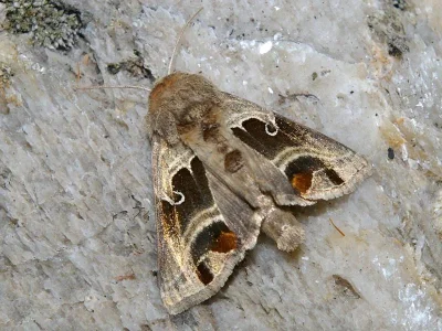 Euchalcia (Euchalcia) consona