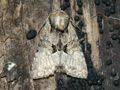 Pabulatrix pabulatricula