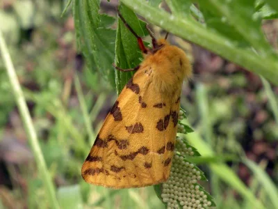 Diacrisia purpurata