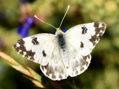Pontia edusa