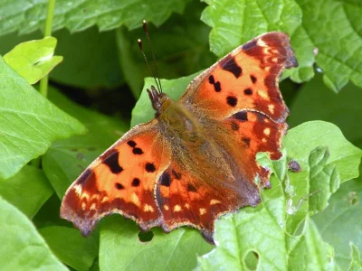 Polygonia c-album