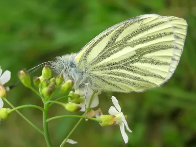 Pieris (Artogeia) napi