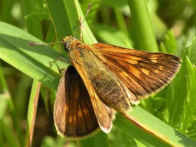 Ochlodes sylvanus