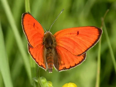 Lycaena (Thersamolycaena) dispar