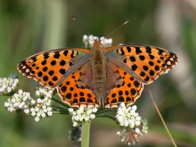 Issoria lathonia