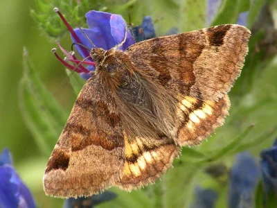 Euclidia (Euclidia) glyphica