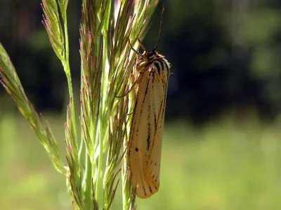 Spiris striata