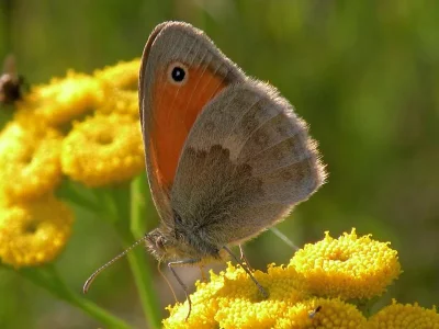 Coenonympha pamphilus