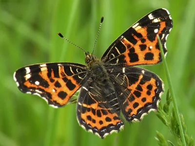 Araschnia levana