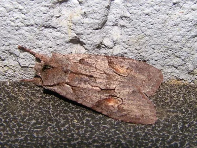 Lithophane (Lithophane) furcifera