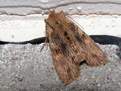 Lithophane (Lithophane) socia