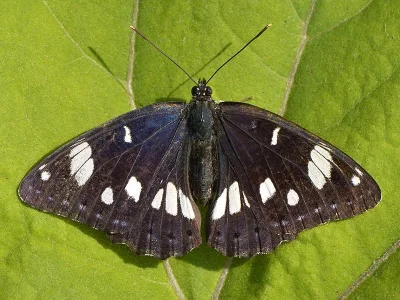 Limenitis reducta