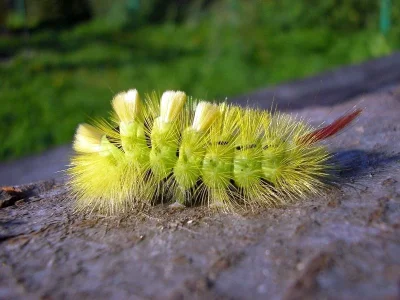 Calliteara pudibunda