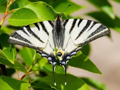 Iphiclides podalirius