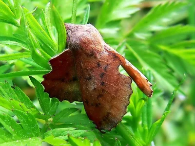 Phyllodesma (Phyllodesma) tremulifolia