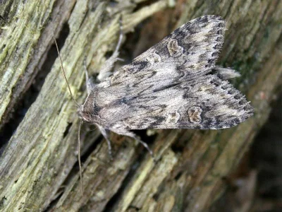 Cucullia artemisiae