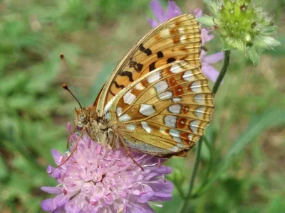 Argynnis (Fabriciana) adippe