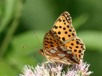 Issoria lathonia