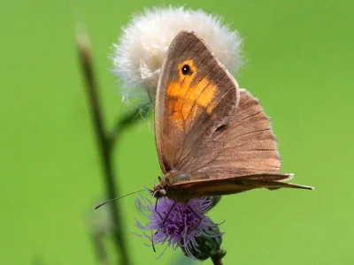 Maniola jurtina