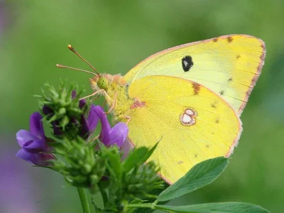 Colias hyale
