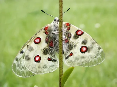 Parnassius (Parnassius) apollo
