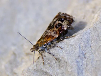 Tebenna micalis
